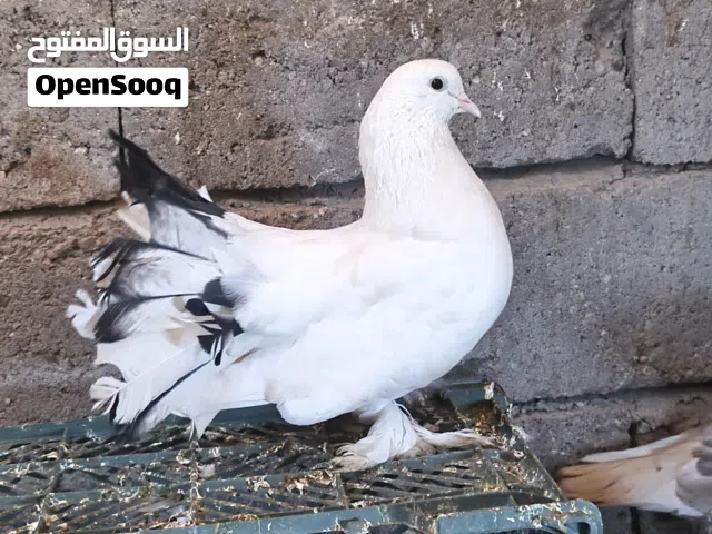 متاح حمام 5تك  ابيع شلع السعر لا يهمك تعال بيك خير ويدلل البصرة الابله قرب المغتسل