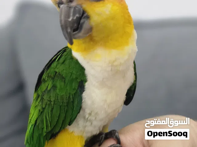ببغاء كايك وايت بيلي ذكر للبيع