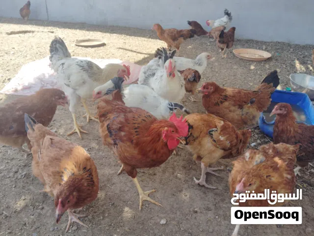 بيع الدجاج الفرنسي