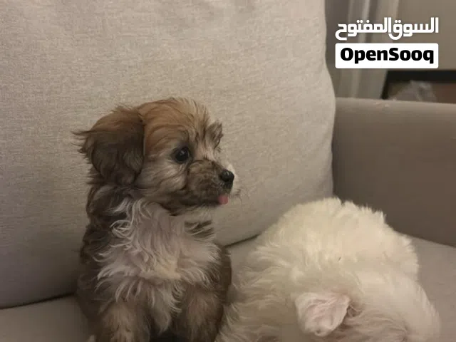 كلب ماليتيز زينه عمر صغير ممتاز