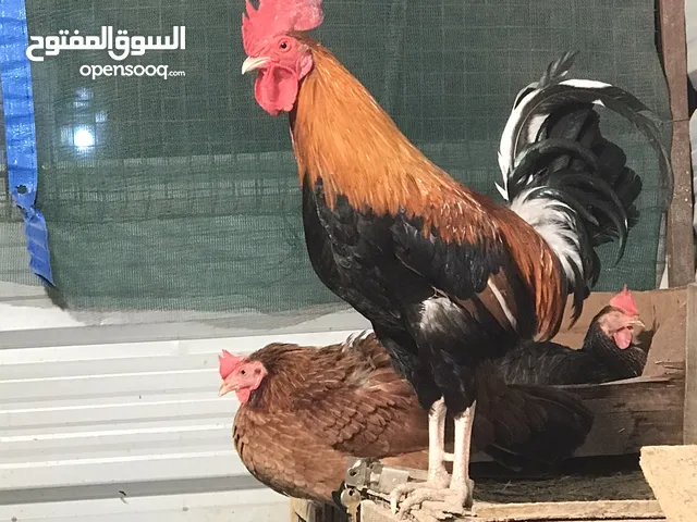 اللهم صل على محمد وال محمد الطيبين الطاهرين متاح ديج شمسي و7 دجاجات عربيات