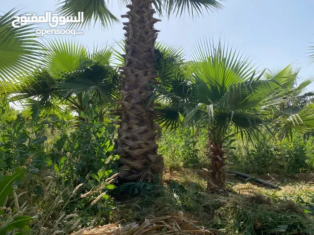 نخل واشنطن زينه أمريكي