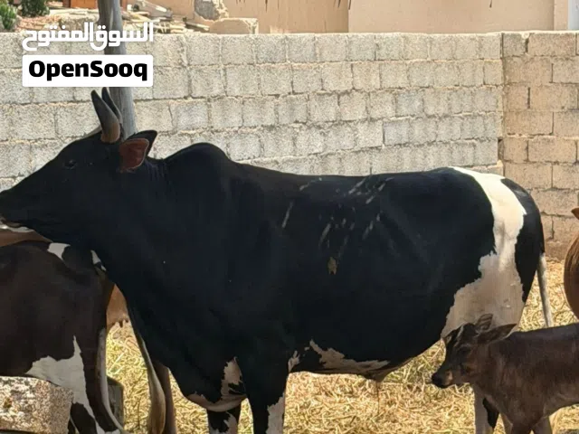 ثور راهي وسمين