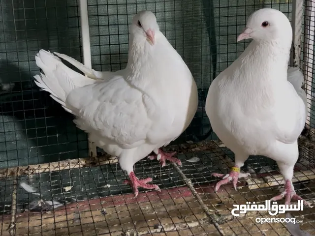 للبيع علي ثلاث ازواج لاحم المطور