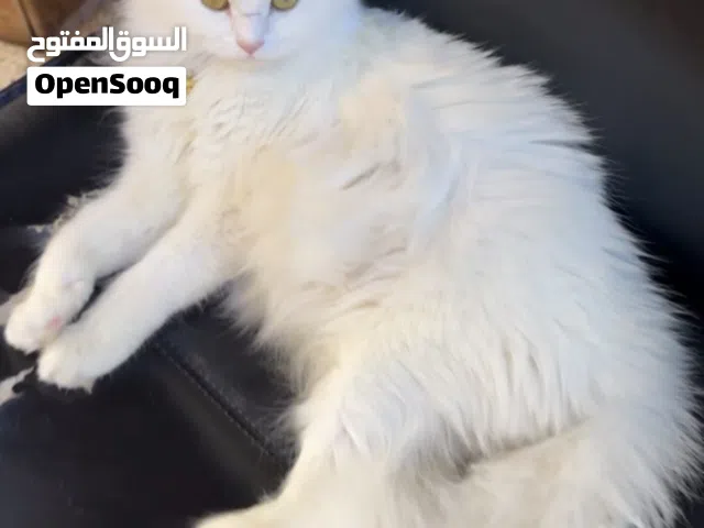 قطة شيرازيه لعوبه مع اولادها للبيع اول لبدل بما يناسب