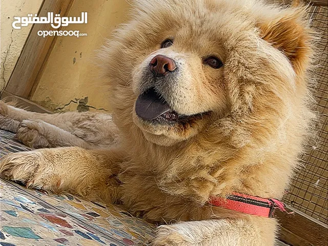 كلاب جاو جاو chow chow ( چاو چاو )