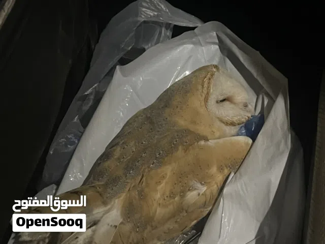 بومه رمادي كيوته