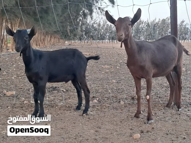 ماعز مورسيانو معيز مورسيانو اسباني