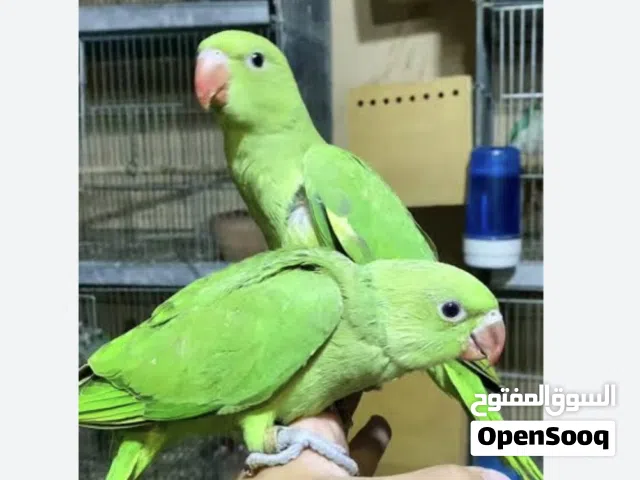 ببغاء دره زق