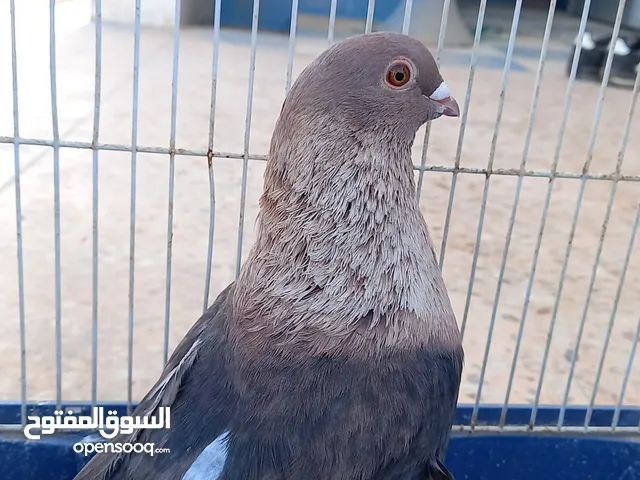 متاح بإذن الله كوبيه حمام بورش