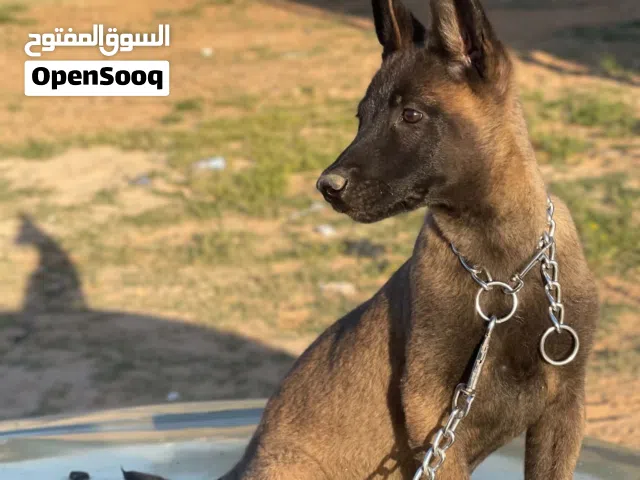 انتي مالينو