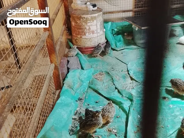 سمان للبيبيع   لحق ماتلحق الكميه محدودة