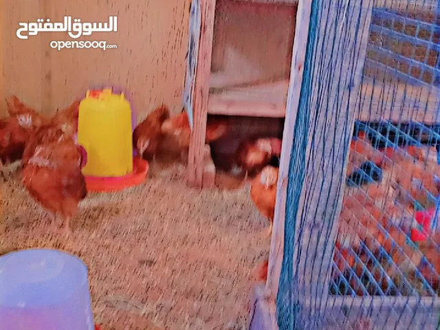 السلام عليكم ورحمة الله وبركاته اليوم بادن الله عرض مليح كتكوت روض امريكي العمر شهرين الصحه الله يبا