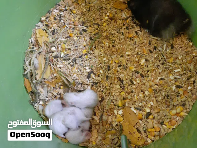 هامستر مع أولادهم