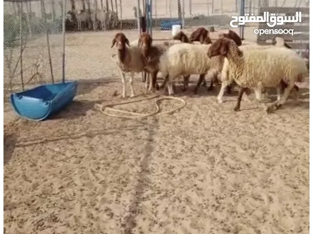 غنم نعيم عدد 20 راس