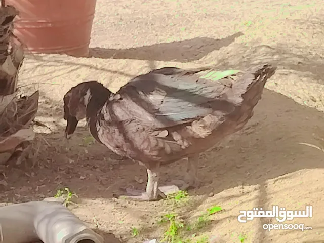 duck for sale