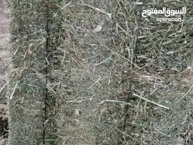 السلام عليكم موجود خرطان شعير الطول 85/90 المكان جردينه