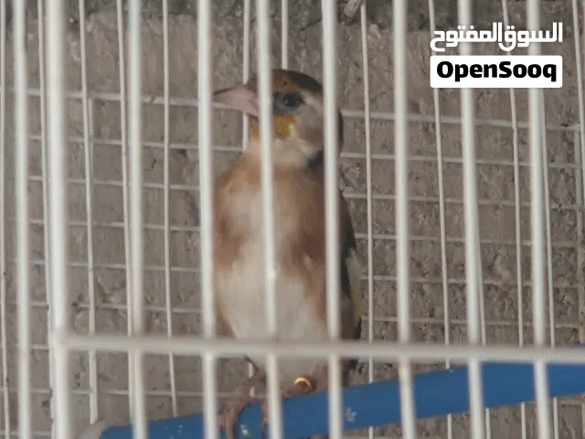 طواير حسون