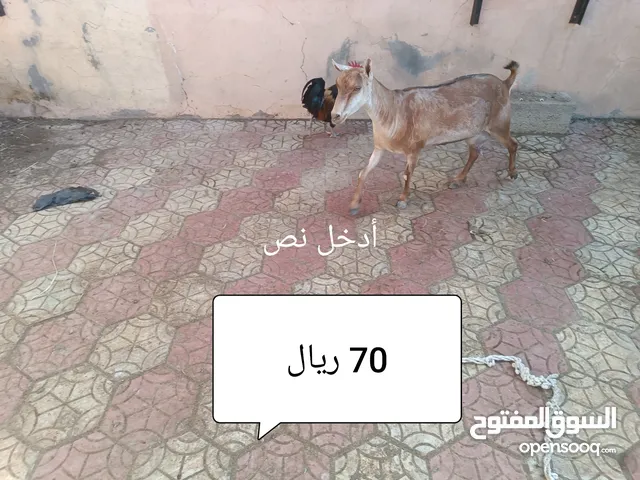 اغنام صلاليه مع مواليد