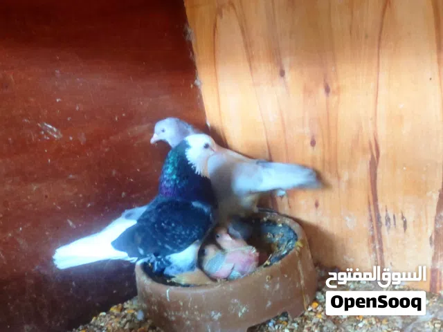 كوبيا هزاز مصوقرة