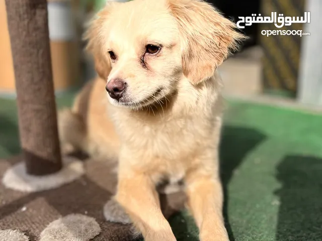 شيواوا العمر 11 شهر للبيع