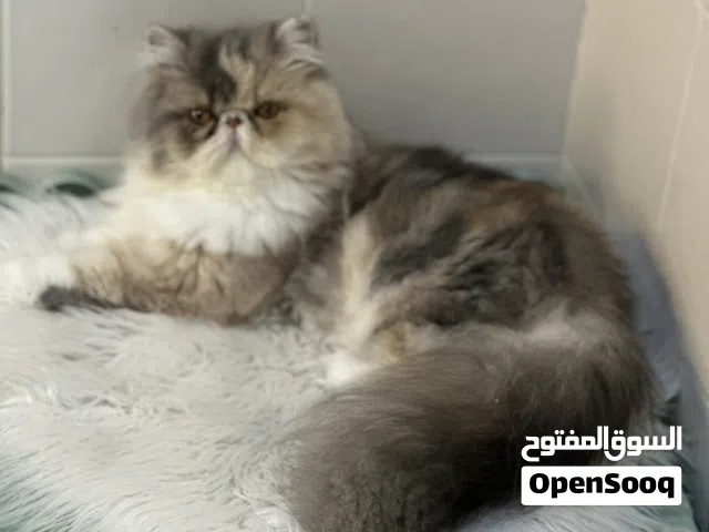 انثى بيرشن كاليكو دايلوت لاقوة إلا بالله