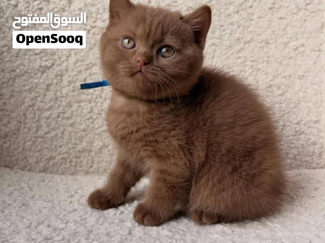 British Shorthair Kitten