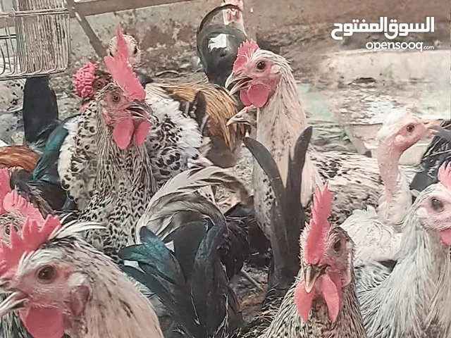 للبيع ديكه ذكور فقط اوزان ممتازه للذباح اعمار تقريباا 6 شهور