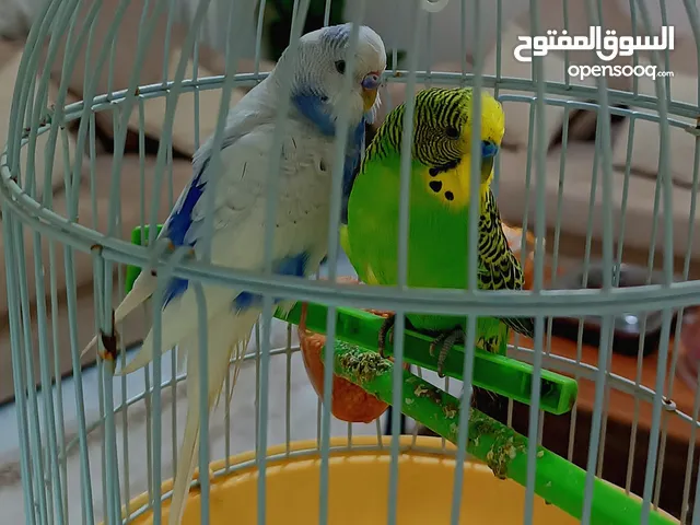 للبيع طيرين هند مع الاكل و القفص و يوجد توصيل