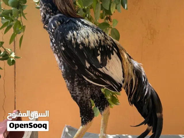 ديك للبيع الطير مابشكي من حاجه