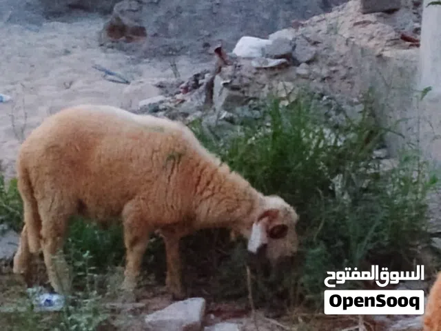 عندي اخروف نبي انبيعه او سعر منتخلفوش في بعتلي