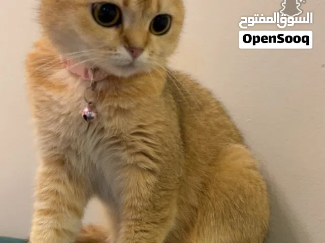 للبيع قطه اسكوتش فولد