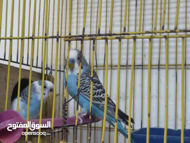 7 جواز حب مع اقفاصهم
