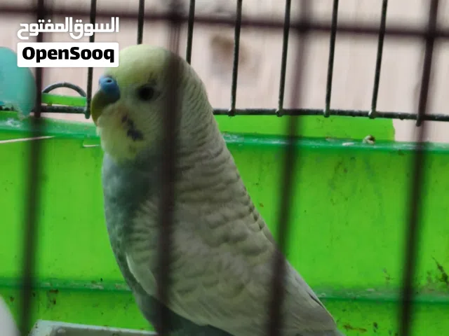 السلام عليكم. زوز نتايات ودكر نظافه ربس يبارك واتيات صعر حرق