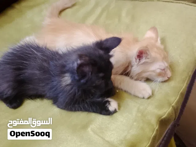 pair of Persian kittens