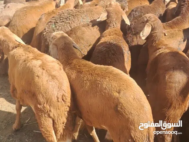 حمري سواكني