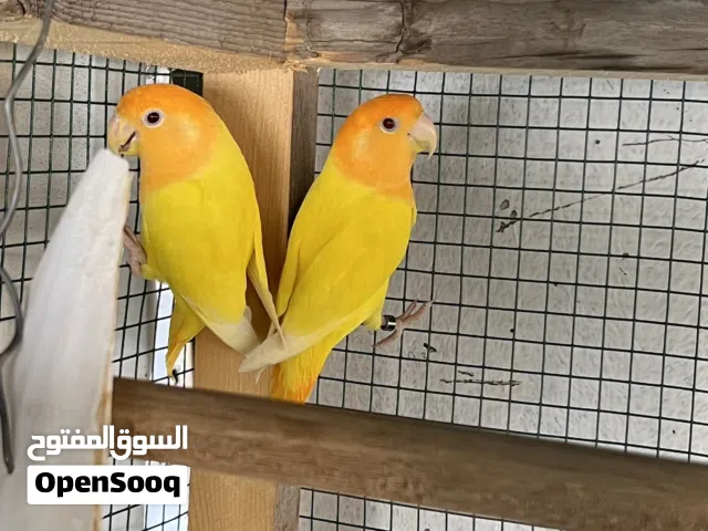 Pair of love birds with eggs and cage box plus a electric automatic brooder for check