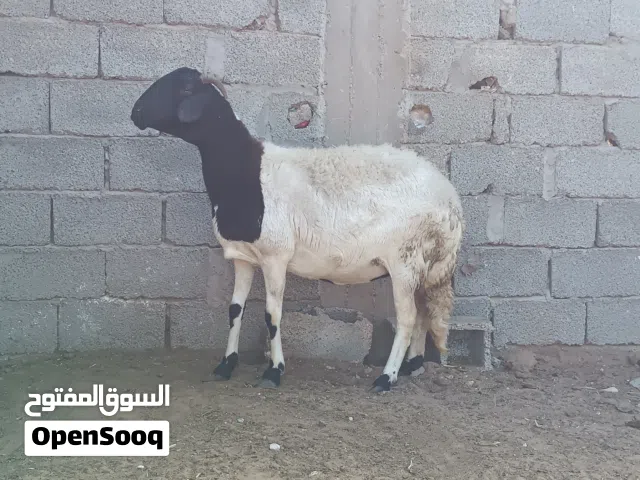 نعجه هجين الله ايبارك