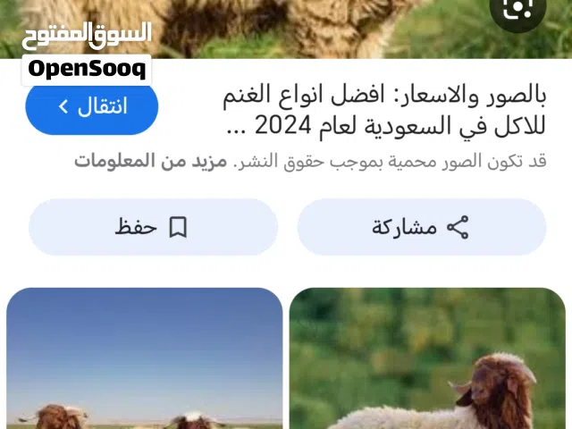 مطلوب خمس روس للذبح اقساط لي