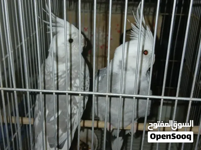 زوج كوكتيل مميز (وايت فيس و وايت فيس بيرل) عيون حمر