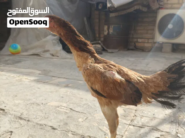 دجاجه هراتيه للبيع