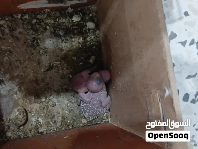 بقالينو تحته زوز فروخ ودحيه