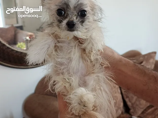 كلب شيتزو للبيع
