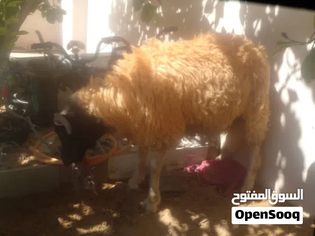 حيوانات مبيعات