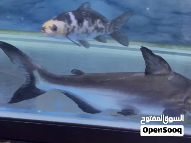 سمك زينه وحشي وأليف