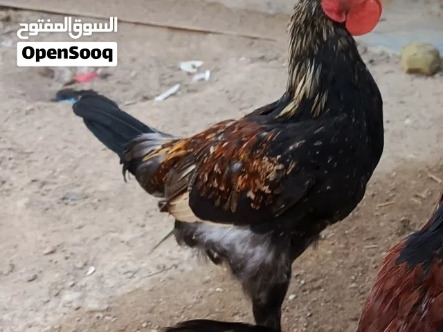 ديوكه عرب عدد 6 صحه فووووول وشرط ورس عربي