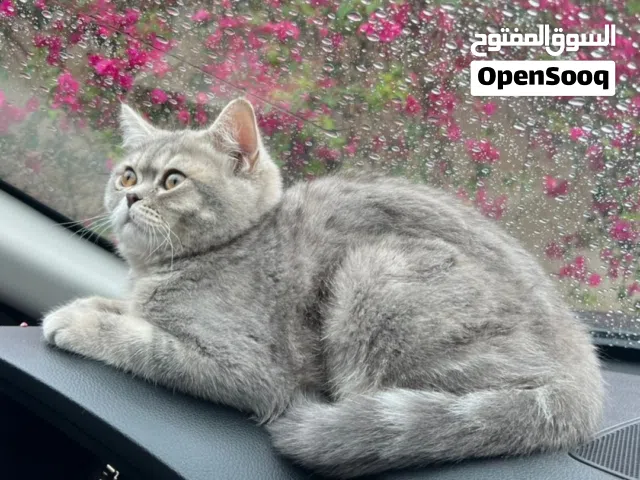 اللبيع قط مع مستلزماته : ذكر  السلالة: بريطاني قصير الشعر