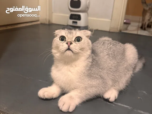Scottish fold beautiful Male Kitten