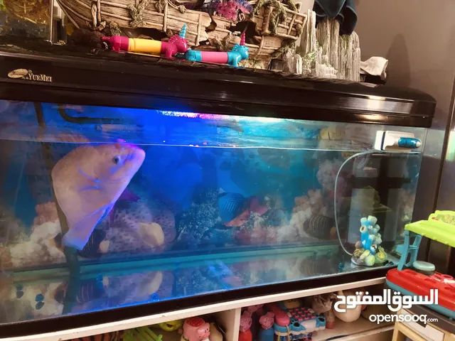 Fish , fish tank and accessories