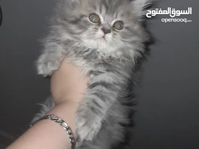 همالايا كيتن عُمر شهرين ( للبيع )
